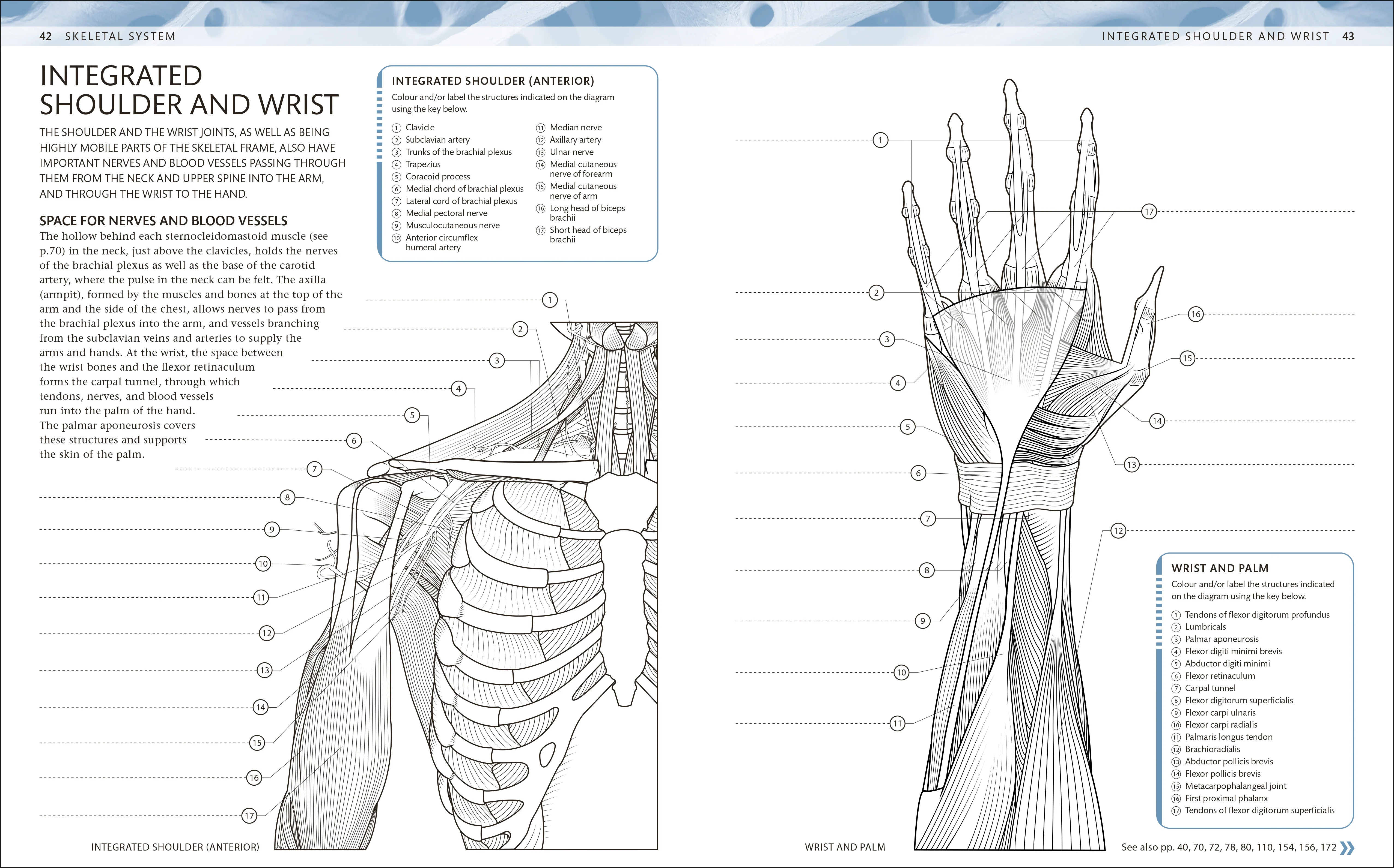 The Human Body Colouring Book - Image 9